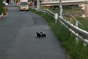 路上貓怎有殘影？原來是2隻「對稱貓」黏緊緊
