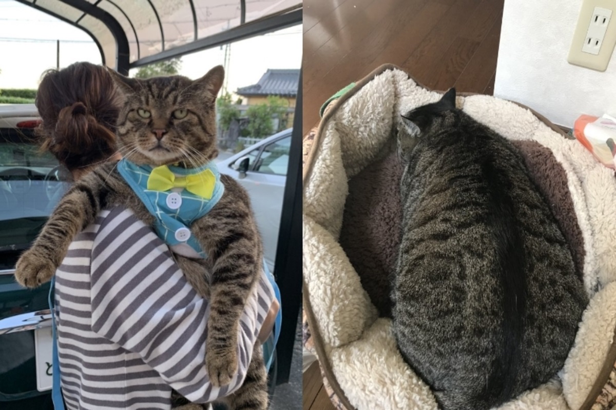 ▲推特主Shibata在網路上分享自家巨貓的照片，意外釣出網友分享自家胖貓的照片（圖／twitter@aojirulife）