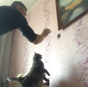 飼主:讓我來幫幫你喔~(接近)(圖/Twitter帳號:tiktokbabay1611) ▲飼主:讓我來幫幫你喔~(接近)(圖/Twitter帳號:tiktokbabay1611)