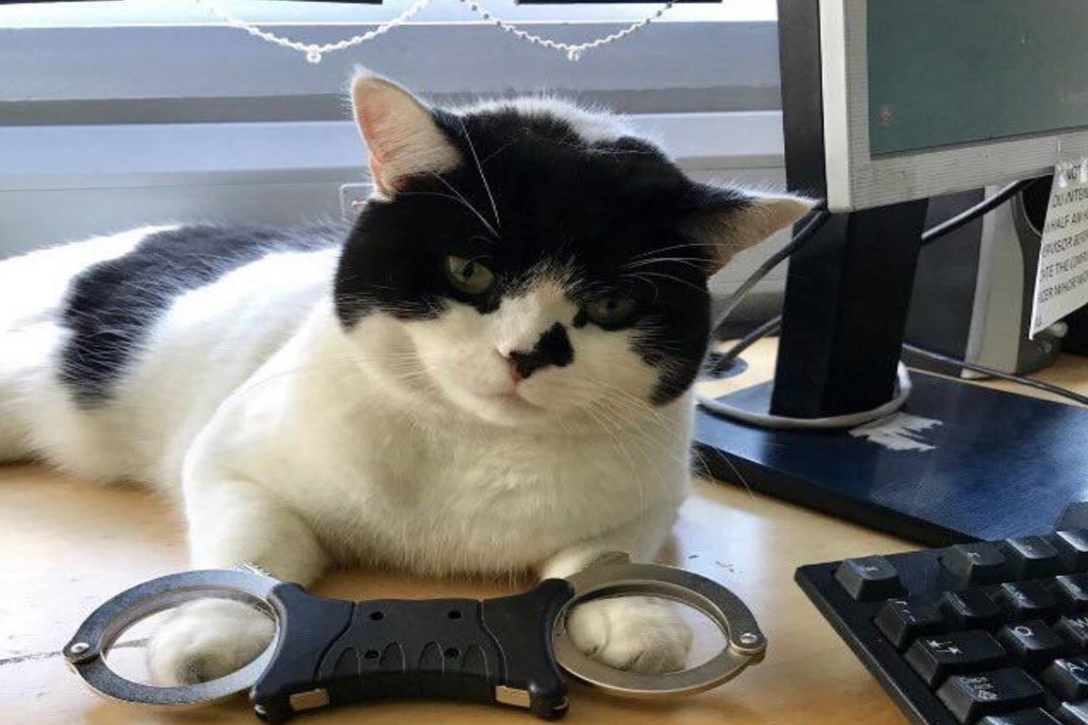 ▲在警局兼職工作的貓咪奧斯卡（圖／twitter@stationmoggy）