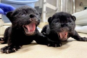 ▲神戶市立王子動物園在兩個多月前迎來一對黑豹寶寶。（圖／twitter帳號kobeojizoo）