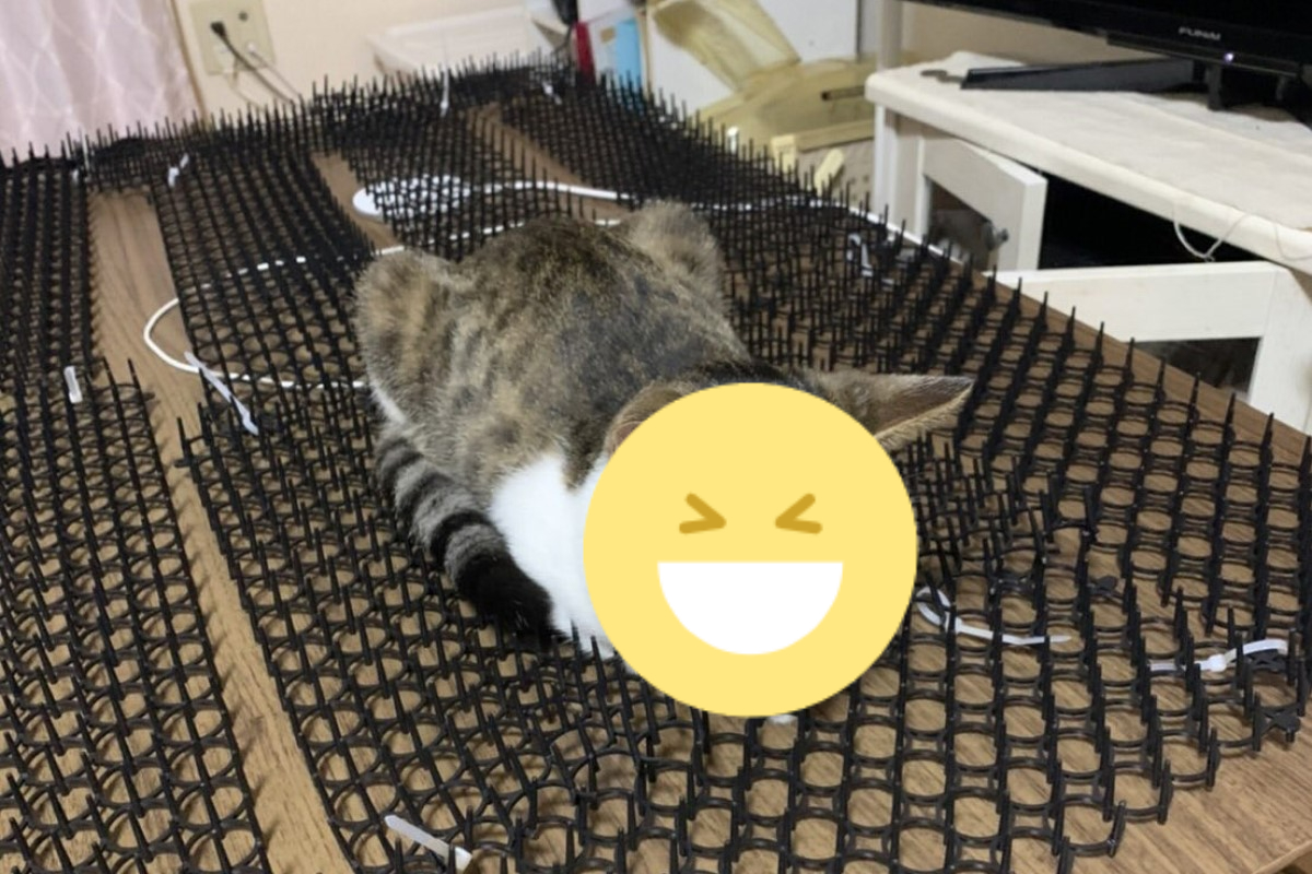 ▲日本一名飼主買了「驅貓墊」卻意外變成「按摩神器」！（圖／twitter帳號vivi_nyaa）