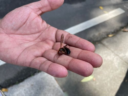 登山團遇虎頭蜂攻擊釀1死!8月到11月最活躍、6大保命關鍵看這裡