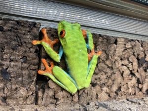 ▲紅眼樹蛙是一種喜歡生長在潮濕地區的熱帶蛙類，除了眼睛以外，四肢與側身都有鮮豔的色彩。（圖／twitter帳號dalmatianfrog）