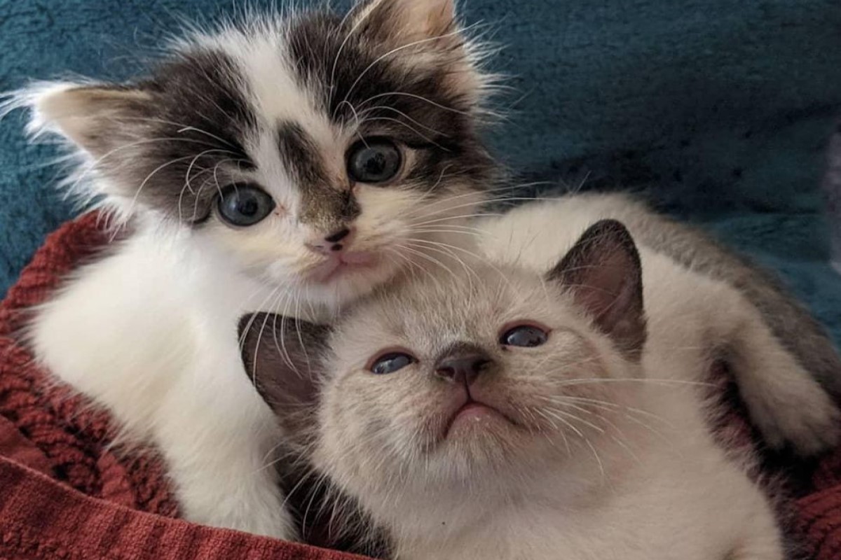 小貓抱著同伴好友，堅持一起被收編。（圖／IG帳號orlandofosterkittens）