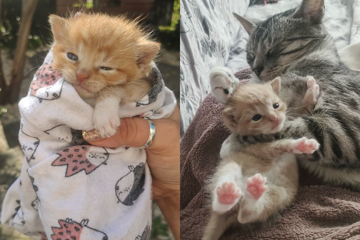 男子在車上聽到細微哭聲，下車查看竟找到兩隻被棄小奶橘！（圖／Instagram帳號：tymczasemumagdy） 