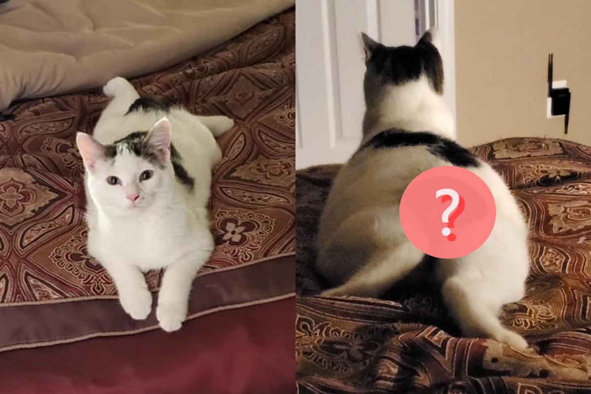 貓屁股上有隻黑色生物超活潑，但它其實就長在貓咪身上！（圖／Facebook：Kristen Hurst） 