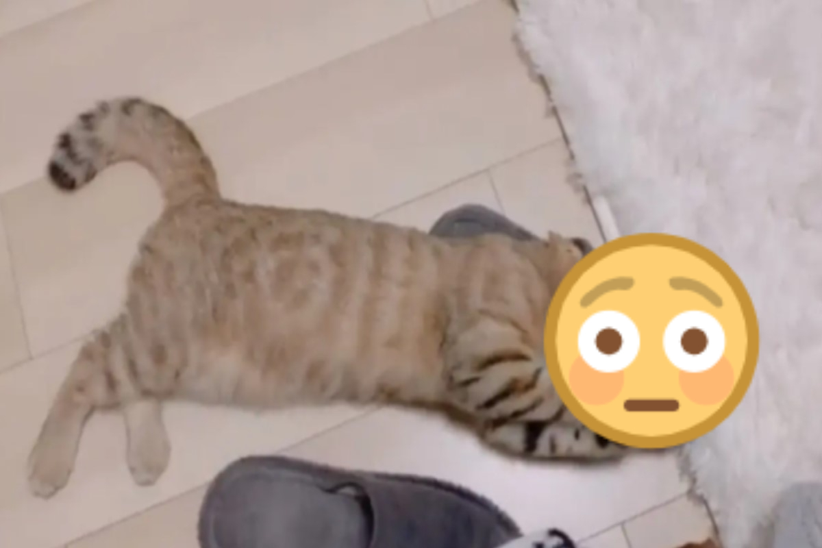 日本一隻虎斑貓將臉埋進「這裡」陶醉狂吸！（圖／twitter帳號moguneko52）