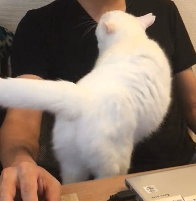 貓咪突然跳到男子的懷中。（圖／Twitter帳號：furikodokei_R）