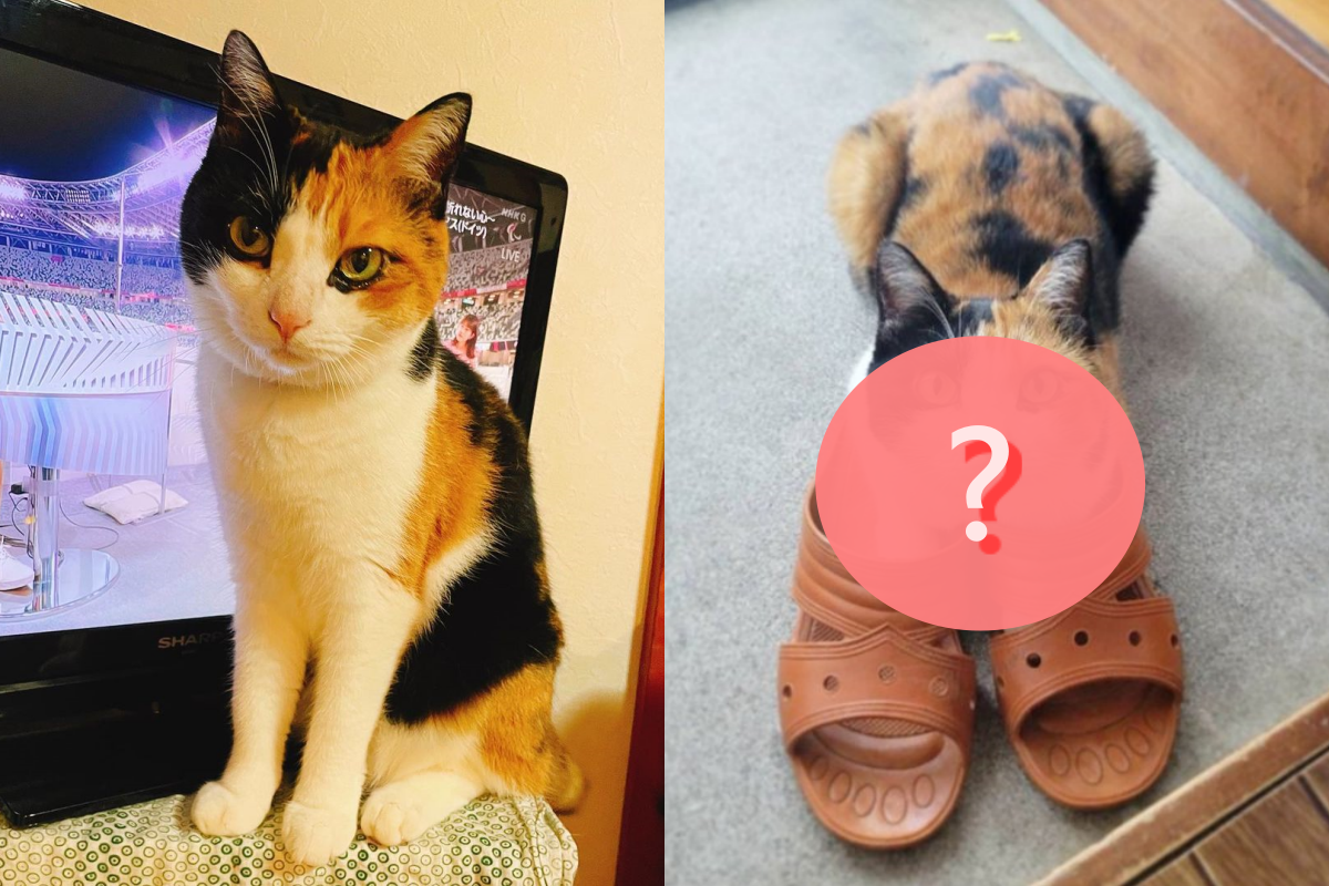 奴才以為貓咪不在家，開門後卻被牠激萌爆擊！（圖／Instagram帳號：fumi.uni） 