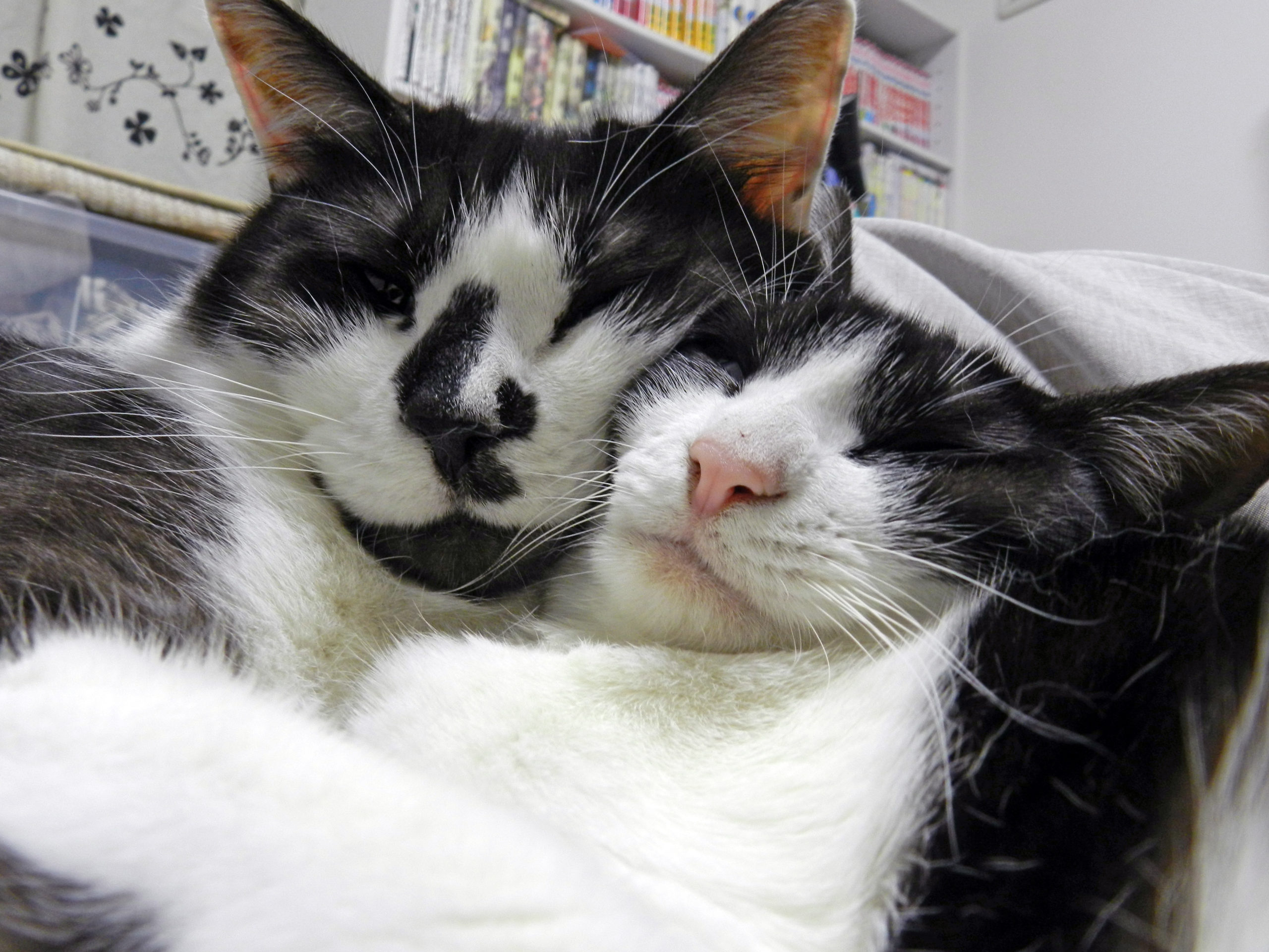 這是感情甚好的賓士貓姐弟，光臉就稍稍能看出兩隻大小的差異。（圖／Twitter帳號：sai_nekoyashiki）
