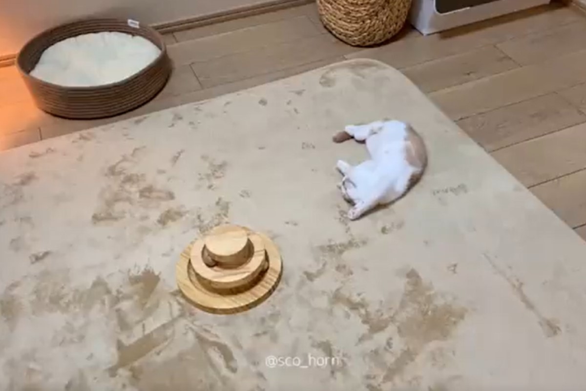 日本一隻小貓剛到新家，玩到一半竟然就地翻肚狂睡！（圖／twitter帳號sco_horn）