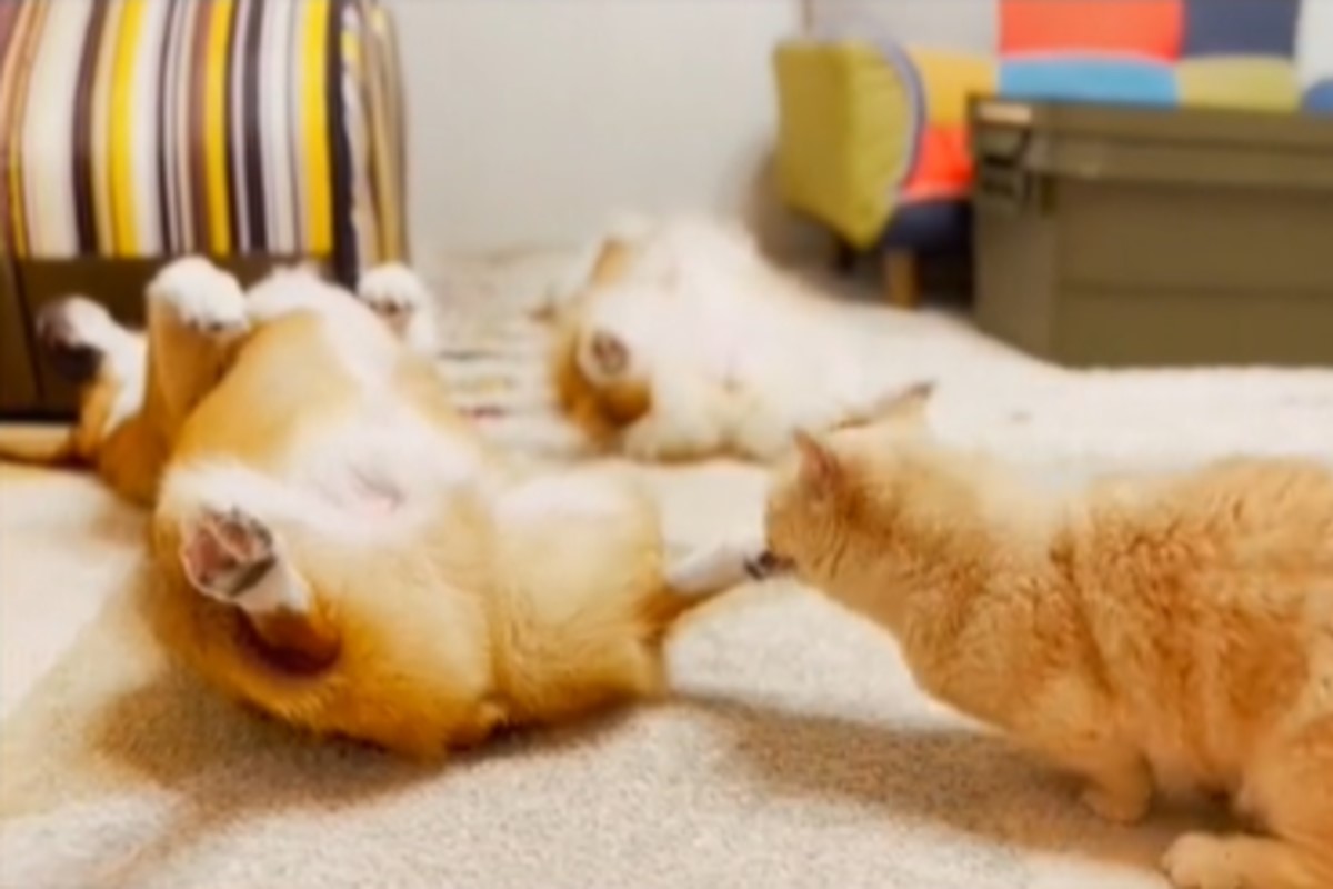 貓咪咬柯基哥哥的腳，沒想到出現反應的卻是妹妹！（圖／twitter帳號muchi21067312）