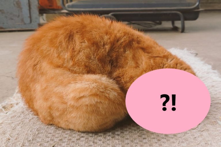 橘貓睡姿太奇怪，引起網友熱議。（圖／twitter帳號Haku_1030_）