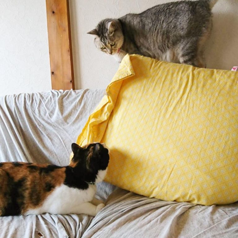 兩隻貓之間的緊張氛圍。（圖／Instagram帳號：fumi.uni）