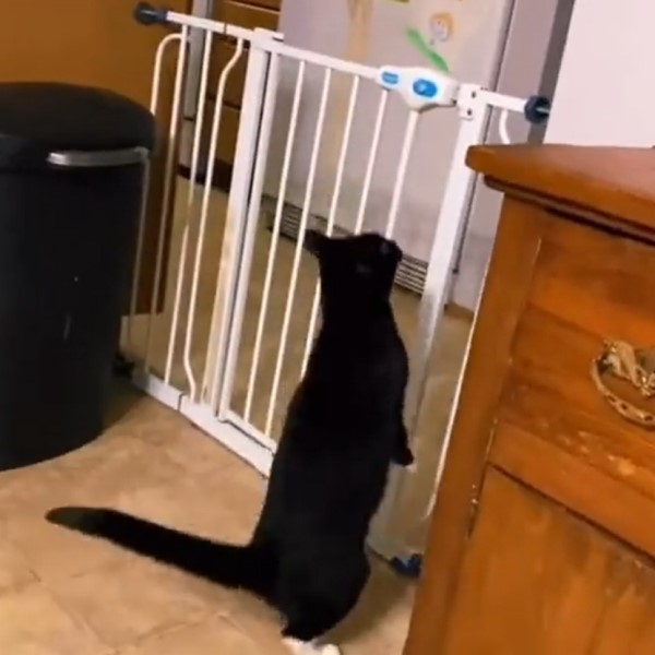 黑白貓柵欄前要跳不跳好猶豫　網看結果笑：到底在忙什麼！