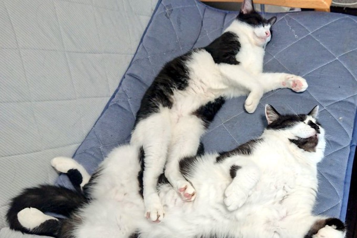 同胎貓姐弟一起長大，體型卻差了不只一倍！（圖／Twitter帳號：sai_nekoyashiki） 