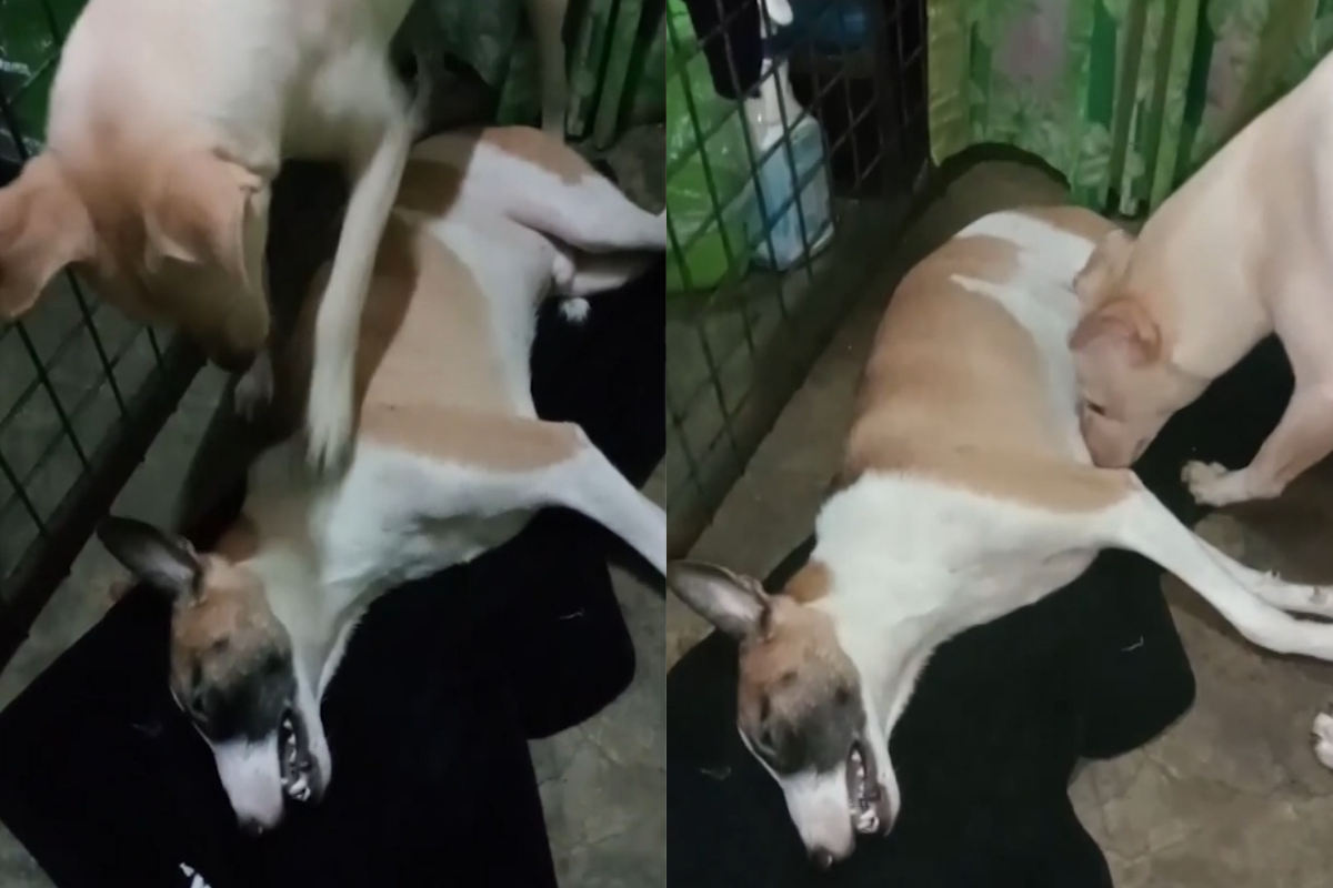 當朋友因中暑不幸過世，狗狗竟不願離開，執意要喚醒牠。（圖／美聯社AP+Viralpress授權）