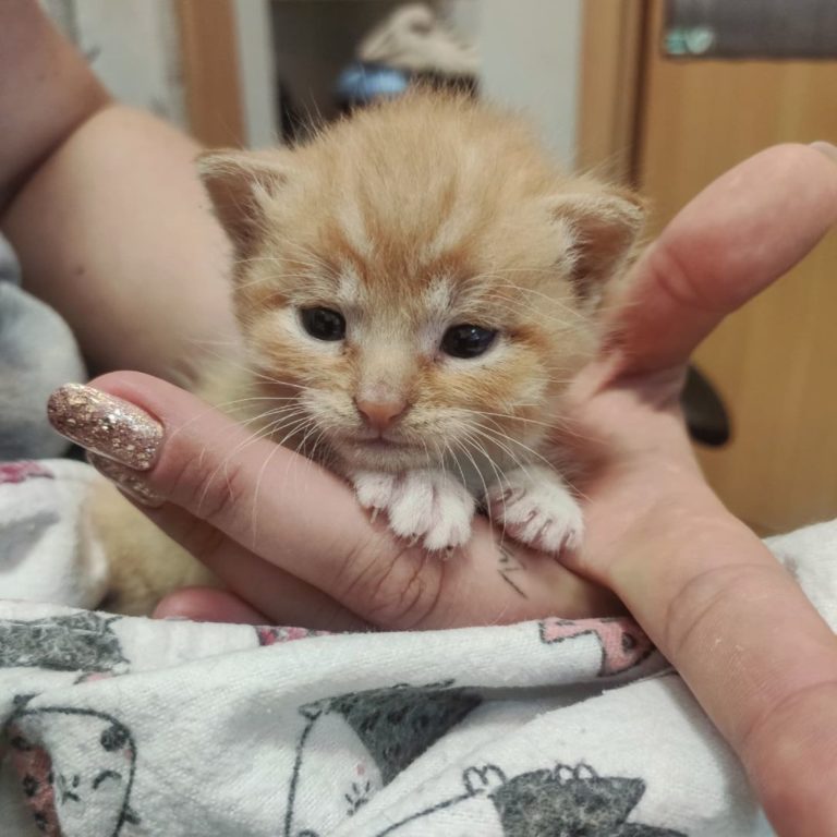 小貓沒出生多久，一隻手就能掌握。（圖／Instagram帳號：tymczasemumagdy）