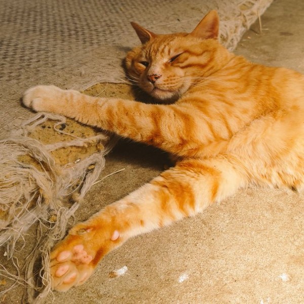 橘貓坐著睡著姿勢太奇葩　網一看笑：乍看以為是炸雞！
