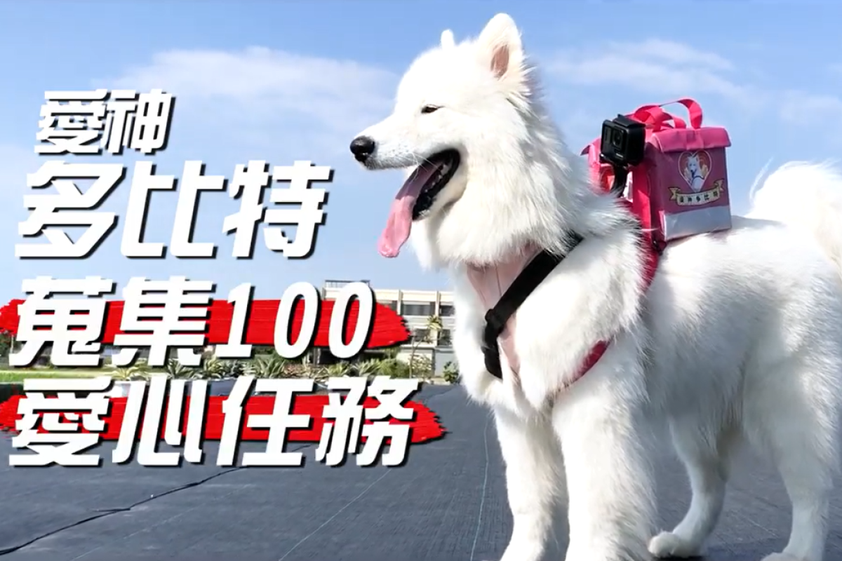 萌犬背著箱子拜訪親友集祝福，為主人的求婚神助攻！（圖／楊時修授權提供） 
