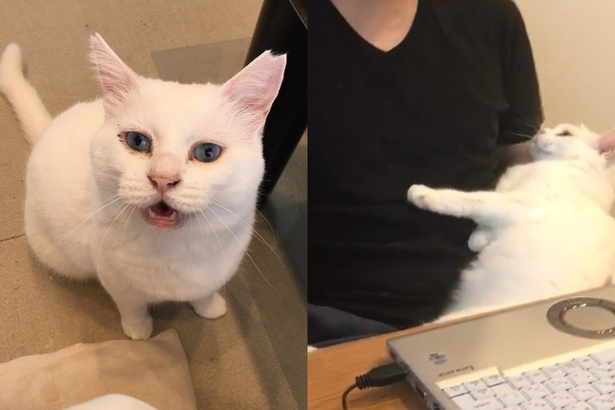 白貓跳進男子懷中，下秒動作讓眾人確信牠愛他！（圖／Twitter帳號：furikodokei_R） 