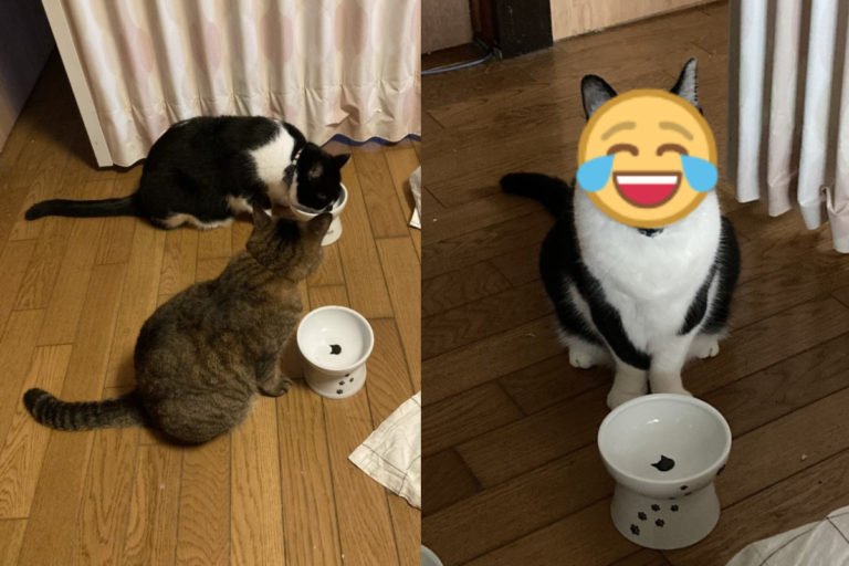 日本一隻黑白貓日前站在空碗前盯著飼主。（圖／twitter帳號myaahcw27）