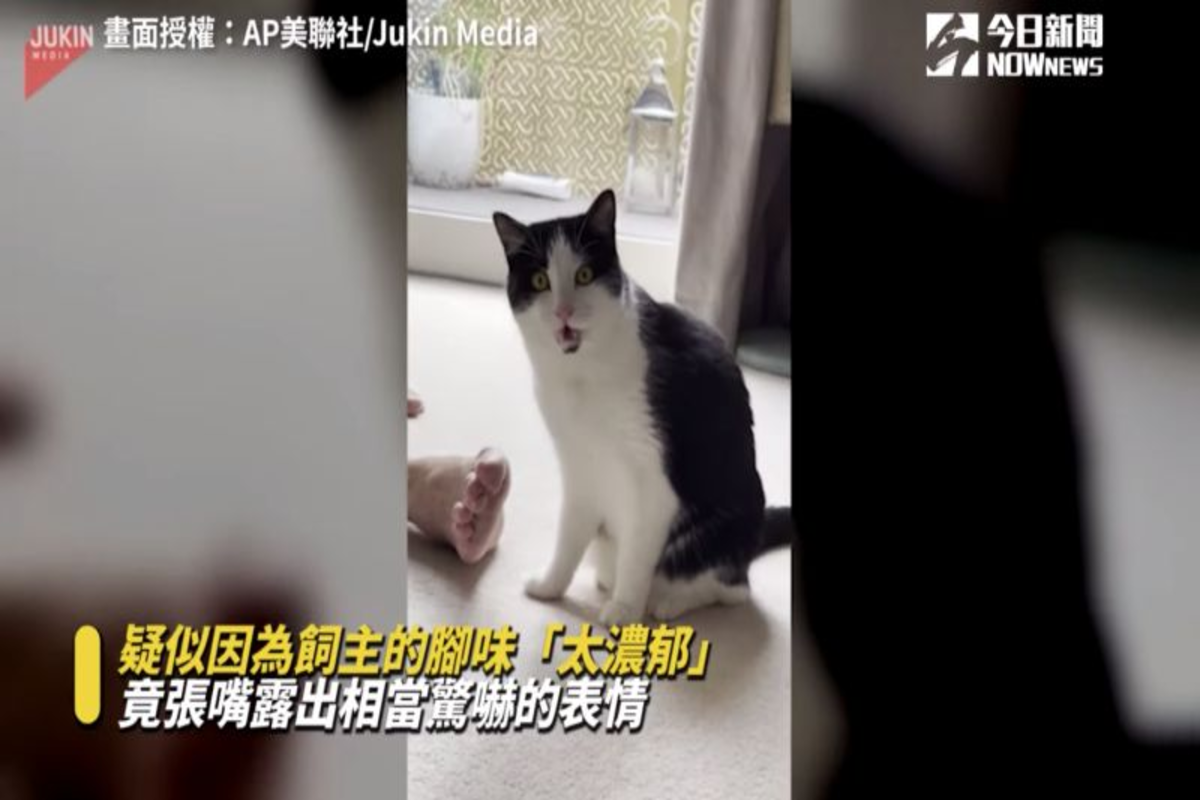 貓咪舔了一口主人的腳趾後，疑似被主人的「濃郁腳味」嚇傻。（圖／美聯社）