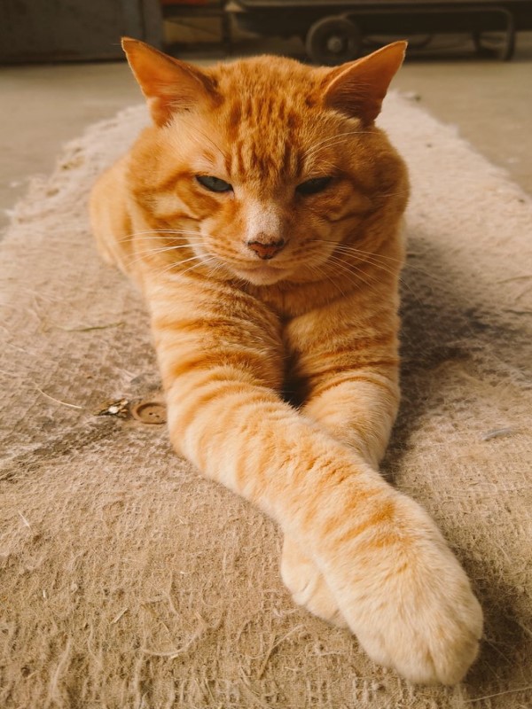 橘貓坐著睡著姿勢太奇葩　網一看笑：乍看以為是炸雞！