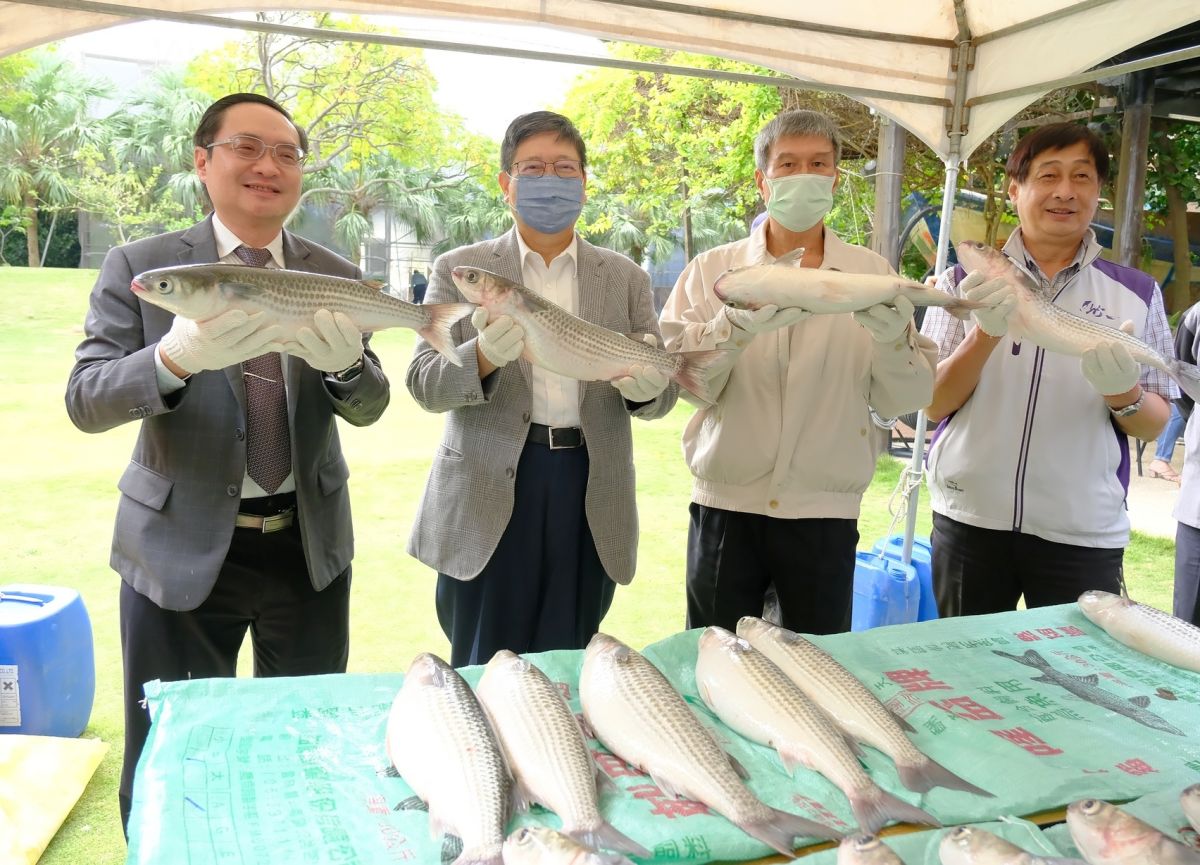 ▲漁業署副署長林國平(最左)、新竹縣長楊文科(左二)、新竹區漁會總幹事童錦杰(最右)拿起新鮮的烏魚，為九降風烏魚子代言。(圖／新竹縣政府提供)