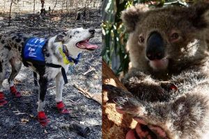 澳洲森林大火釀災！狗狗無畏闖災區　救下百隻無尾熊性命
