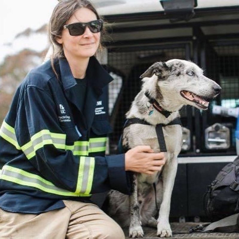 ▲志工與致力於災區救援無尾熊的狗狗。（圖／Instagram帳號：bearthekoaladog） 