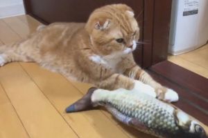 ▲日前Yukio買了一隻時下相當流行的電動魚抱枕，想吸引蘑菇注意。（圖／twitter帳號goonies2222）