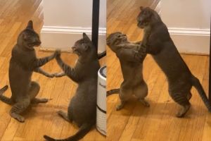 喵版詠春！貓咪打架「神同步」　網全愣：不是在抓鏡子？
