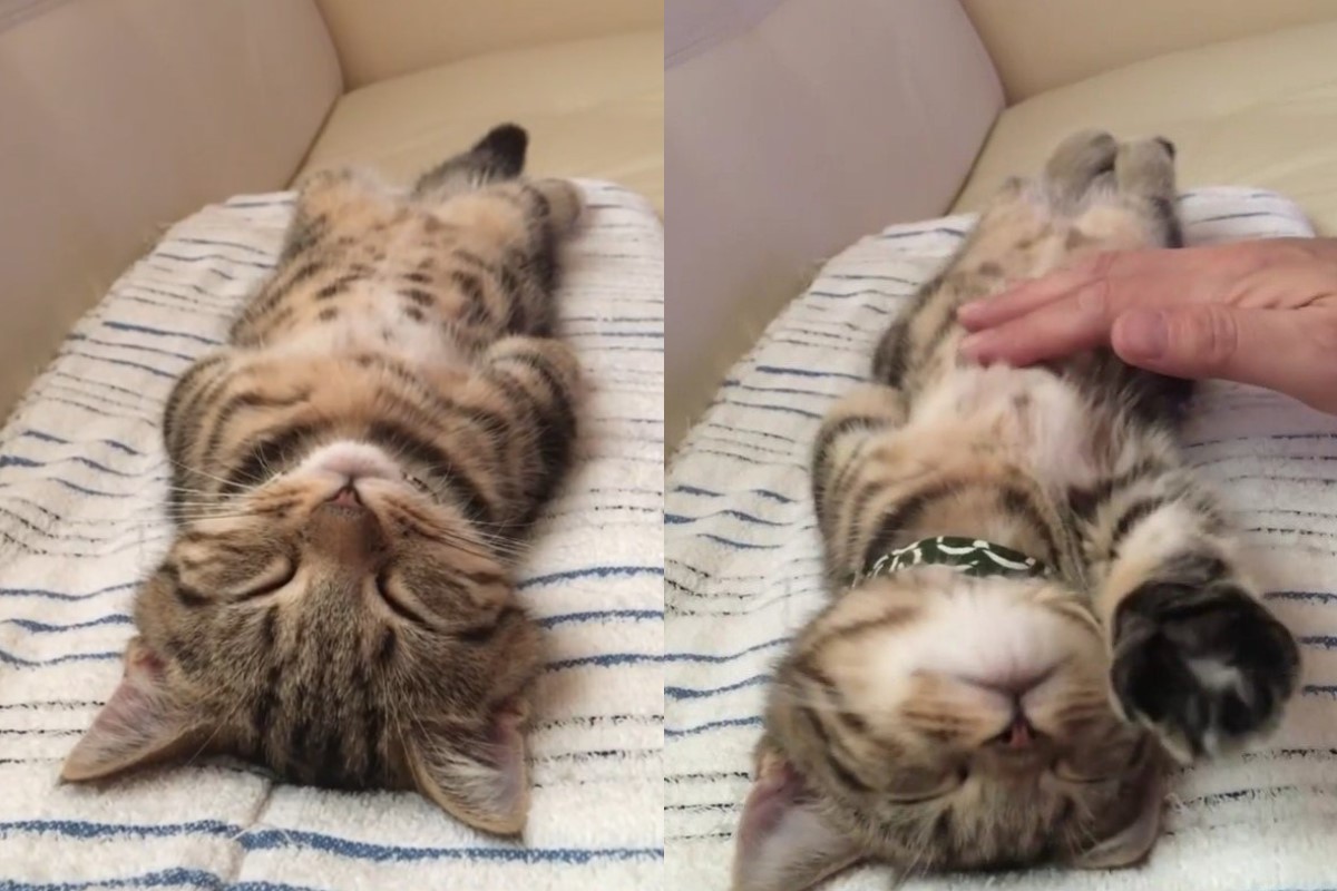 ▲日本一隻小貓像人類一樣躺成一直線睡覺，任由奴才摸牠肚子也不起來。（圖／IG帳號marinewasabi）