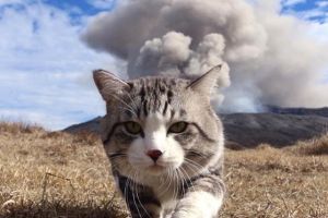 這貓帥慘！遇火山噴發牠「淡定走離」　網齊喊：吾皇萬歲
