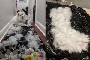 ▲Nimbus非常會掉毛，因此馬麻蘇萊伊總是將廢毛收集起來，製作成一些狗毛氈小物分送給親友。（圖／臉書社團Dogspotting Society）