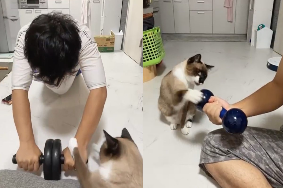 ▲日本一名貓奴健身時，被自家「貓教練」嚴格監督！（圖／twitter帳號tanukiandtora）