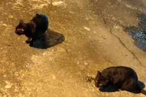 飼主求助路邊黑喵 牠帶路500公尺奇蹟找到走失愛貓