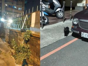 ▲YiFen Tan表示：「小黑貓一路上走走停停，沿路店家都還問我，怎麼是黑的，不是黃的嗎？」(圖/網友YiFen Tan提供)
