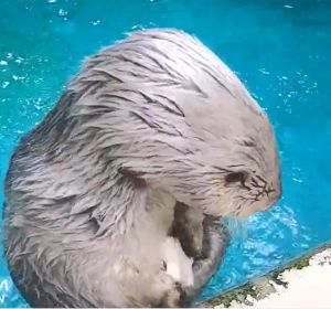 海獺:我摸一下喔~(圖/Twitter:TOBA_AQUARIUM) ▲海獺:我摸一下喔~(圖/Twitter:TOBA_AQUARIUM)