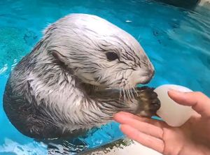 海獺:來~這給你!(圖/Twitter:TOBA_AQUARIUM) ▲海獺:來~這給你!(圖/Twitter:TOBA_AQUARIUM)