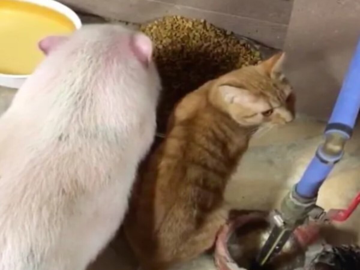 ▲寵物豬與橘貓組成吃貨好朋友（圖／FB@Here Kitty Kitty Rescue）