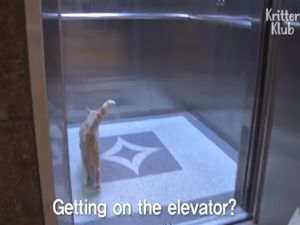 ▲Taekgang會搭電梯到不同樓層上課