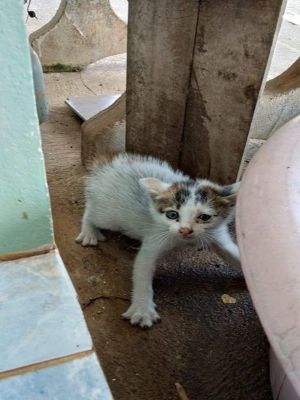▲泰國網友Bua Chan在路邊發現這隻獨自流浪的小貓，一臉金派的模樣（圖／翻攝自FB@ฟู่ฟู่ ขู่จนได้บ้าน）