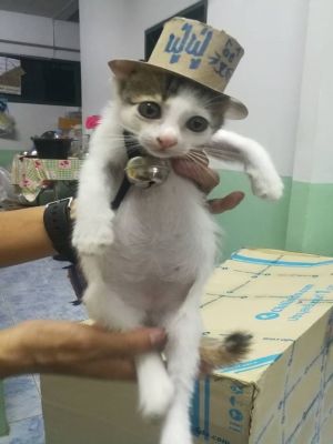 泰國浪喵見人炸毛狂噴氣 以肉泥誘惑貓咪竟:有點好吃? ▲才短短幾天牠已經變得親人,腰圍也發福不少,看來網友家的伙食相當不錯(圖/FB@ฟู่ฟู่ ขู่จนได้บ้าน)