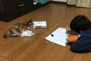▲不管小貓奴在哪裡寫作業，小雪都會在一旁監視（圖／IG@koyuki_chan01）