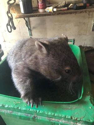 ▲幫偶一下下啦，偶卡、卡住惹啦！(圖/Cedar Creek Wombat Rescue and Hospital)