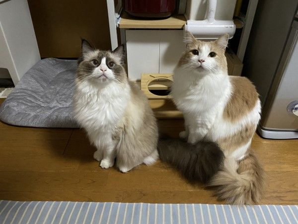 ▲推主家養了兩隻貓咪，分別是橘白長色的「Hina」以及布偶貓「Luke」。（圖／twitter帳號hina1106_227）