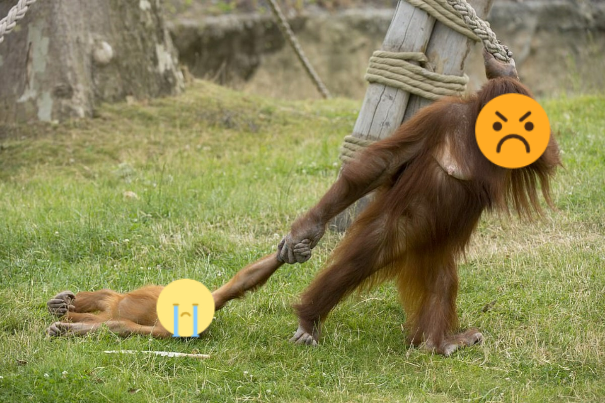 ▲比利時一間動物園裡的小猩猩因為貪玩不想回家，母猩猩只好將牠「直接拖走」。（圖／翻攝自Caters News/Koen Hartkamp）